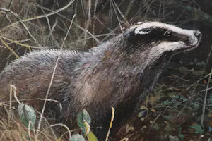 Pieter Verstappen - Das in de natuur kopen? Bied vanaf 400!