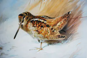 Archibald Thorburn - Houtsnip in de winter - oplage 159/500 - fraai ingelijst - incl. boek! kopen? Bied vanaf 50!