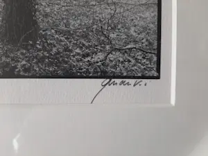 Ralph Janowski - 3 werken, van Ralph Janowski, Boom in de ochtend mist nieuw ingelijst kopen? Bied vanaf 100!