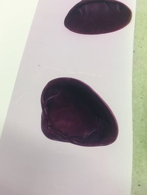 Mark Verdoes - C-print, Natura zwart-wit schelp kopen? Bied vanaf 1!