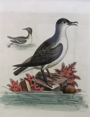 George Edwards - twee Gevogelte prenten kopen? Bied vanaf 19!