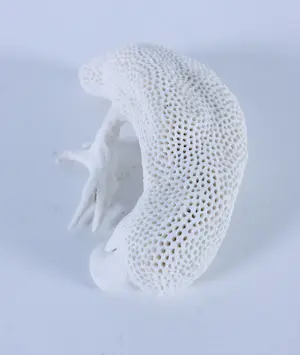 Kathja Smits - Porselein, Papegaai kopen? Bied vanaf 100!