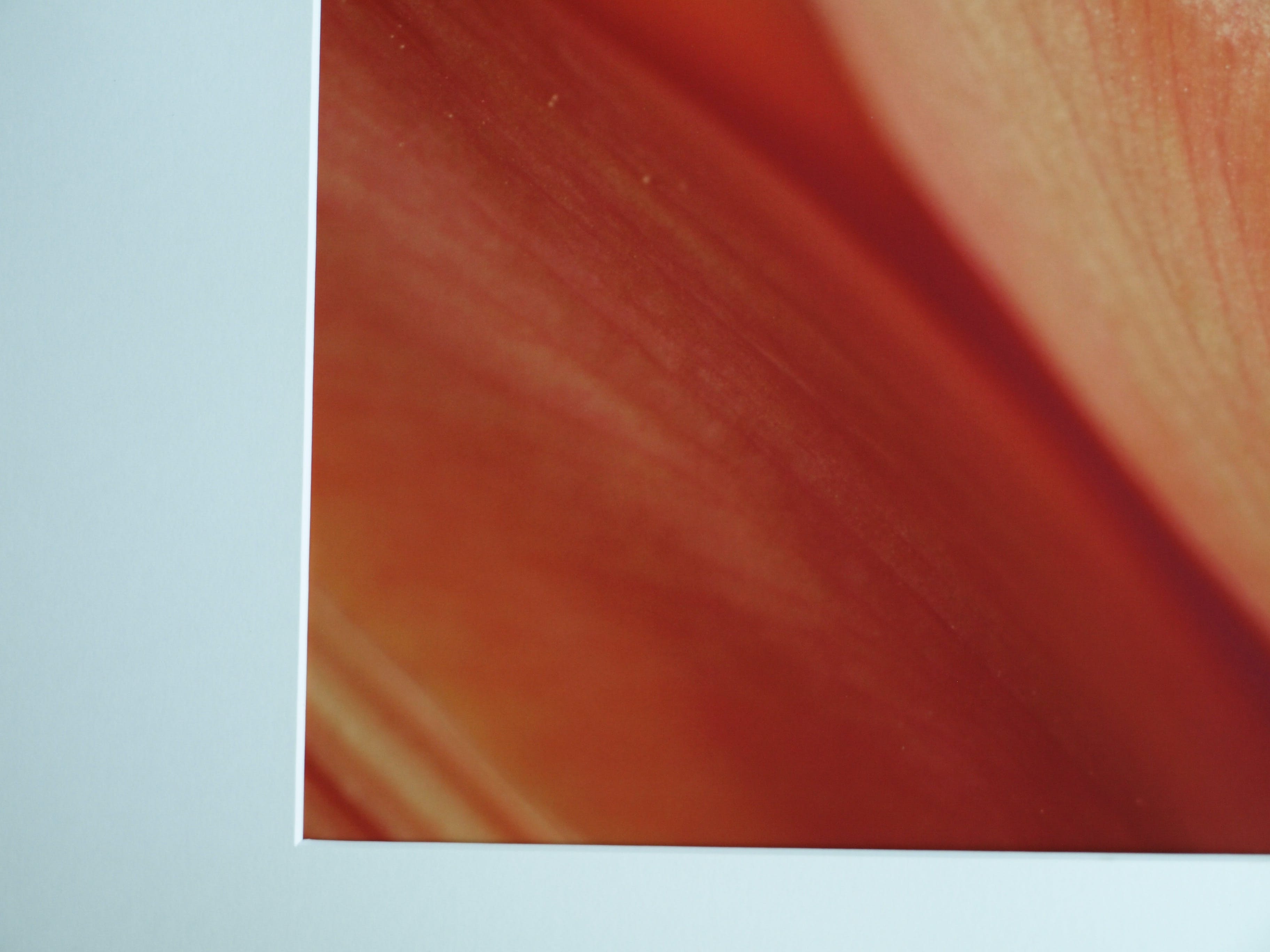 Niet of onleesbaar gesigneerd - Foto , Close-up – ingelijst  kopen? Bied vanaf 1!