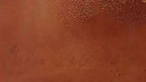 Peter Westerveld - Voetafdruk Jaguar 98 kopen? Bied vanaf 150!