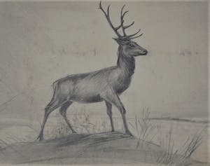 Floris Tiele - 9x diertekening van reeën kopen? Bied vanaf 39!
