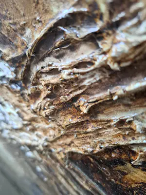 Jan Kind - GN051 kopen? Bied vanaf 450!