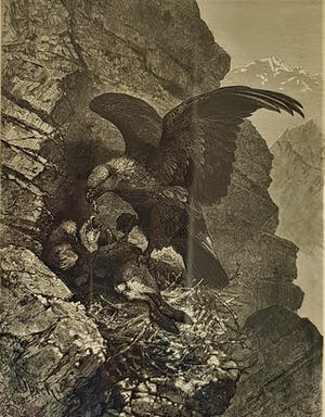 Niet of onleesbaar gesigneerd - Vogels kopen? Bied vanaf 1!