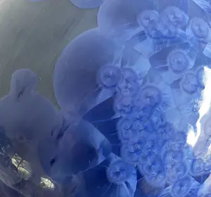 Willy van Bussel - Twee porseleinen flesvazen uitgevoerd in blauw kristallijn glazuur kopen? Bied vanaf 375!