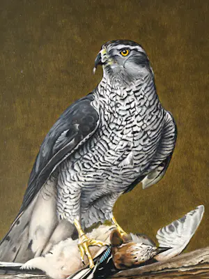 Jan Teunissen - Havikman met gaai kopen? Bied vanaf 950!