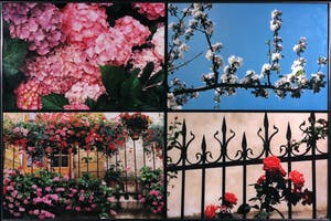 Paul Huf - C-Print, Bloesems - Ingelijst (Groot) kopen? Bied vanaf 1!