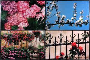 Paul Huf - C-Print, Bloesems - Ingelijst (Groot) verkocht voor € 1!