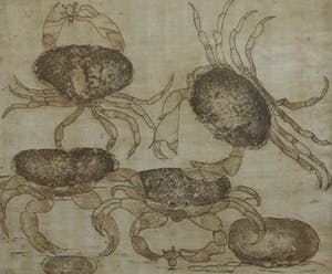 Willie van Haard - ets - krabben - eigen druk - gesigneerd kopen? Bied vanaf 15!