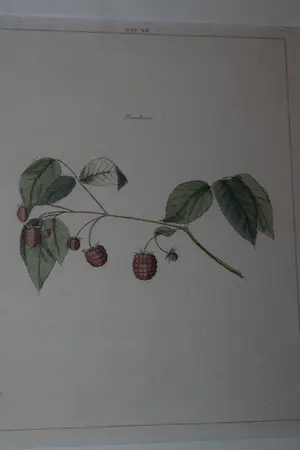 Johann Hermann Knoop - Frambosen kopen? Bied vanaf 40!