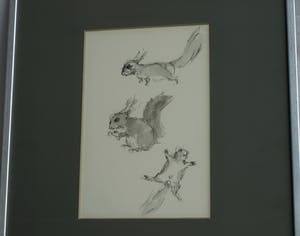 Niet of onleesbaar gesigneerd - Ingelijste pentekening en gewassen inkt , “Eekhoorn“ kopen? Bied vanaf 1!