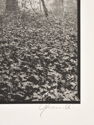 Ralph Janowski - Trees kopen? Bied vanaf 1!