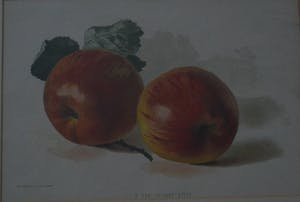 Niet of onleesbaar gesigneerd - A new dessert apple. Lithografie. kopen? Bied vanaf 1!