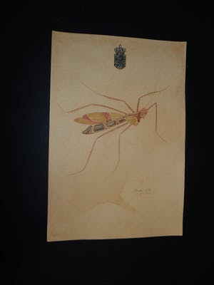 Walter Spies - insect kopen? Bied vanaf 170!