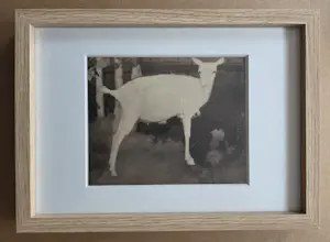 Jan Mankes - Geit. Heliogravure. Ingelijst. kopen? Bied vanaf 129!