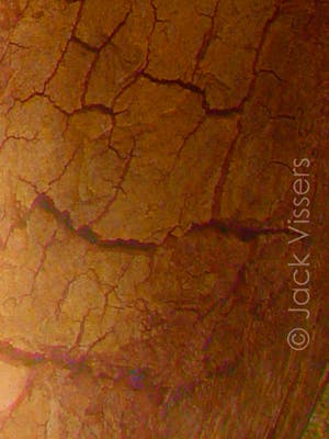 Jack Vissers - Photographica nr. 14 kopen? Bied vanaf 45!