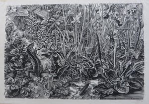 Dirk van Gelder - Weergave van de natuur met bloemen,insect en salamander. kopen? Bied vanaf 110!