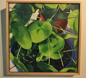 Willem Visser - Pannenkoekplanten kopen? Bied vanaf 190!