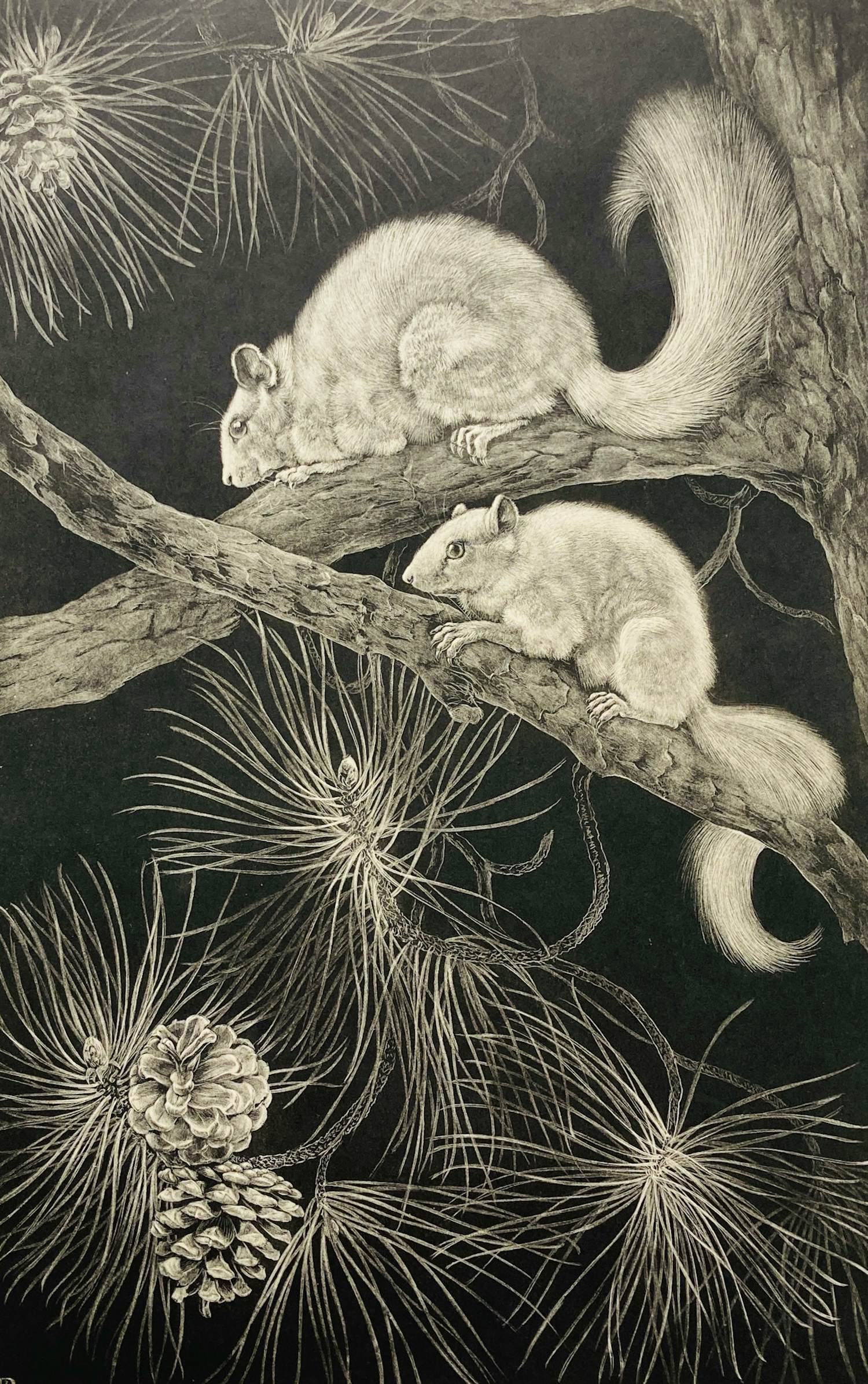 Ina Rahusen - Eekhoorns kopen? Bied vanaf 45!