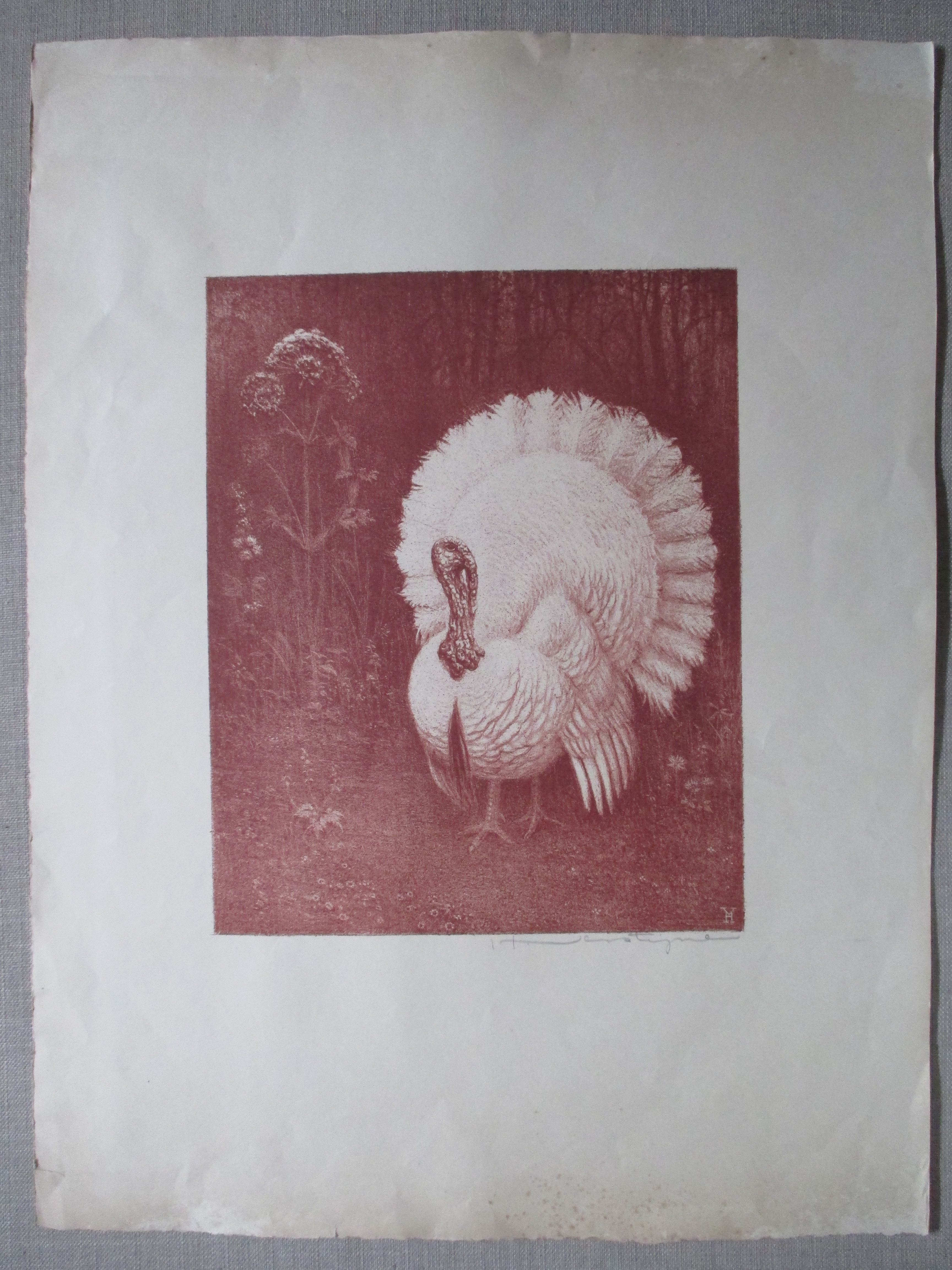 Henri Verstijnen - Litho Kalkoen kopen? Bied vanaf 35!