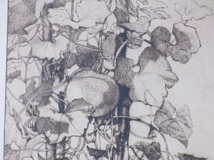 Reinier Willem Kennedy - Kalebasplanten - Ets kopen? Bied vanaf 30!