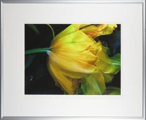 Bert Houweling - Fotoprint, Tulp 41 - Ingelijst kopen? Bied vanaf 1!