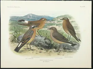 Eduard Daniël van Oort - Chromolitho, Lot van vier voorstellingen uit 'De Vogels van Nederland' kopen? Bied vanaf 1!