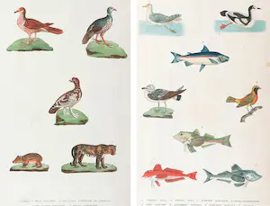 Harrison & Co. - Lot van twee handgekleurde gravures, Vogels, vissen en zoogdieren kopen? Bied vanaf 1!