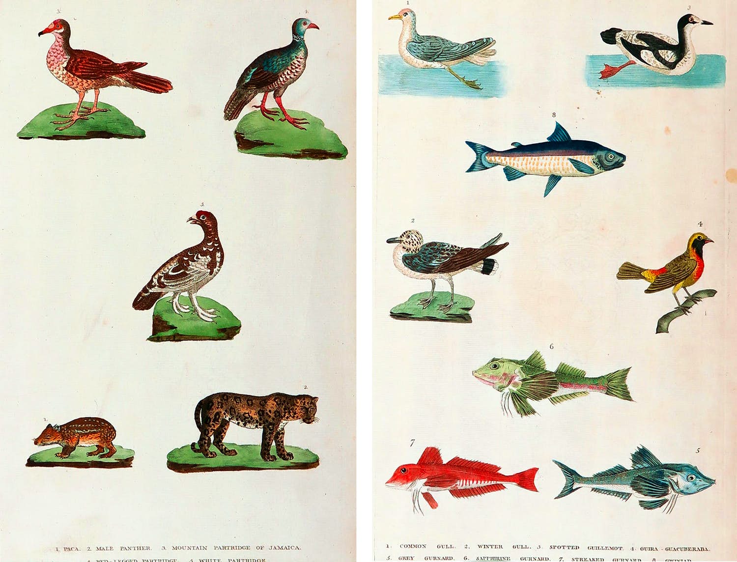 Harrison & Co. - Lot van twee handgekleurde gravures, Vogels, vissen en zoogdieren kopen? Bied vanaf 1!