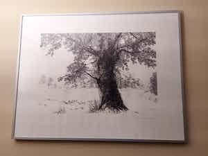 Arno van Iperen - Eik in landschap verkocht voor € 35!