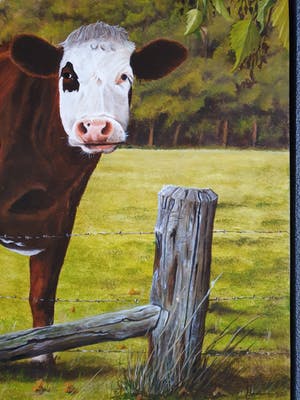 Jan Teunissen - Twee kalveren in weiland kopen? Bied vanaf 200!