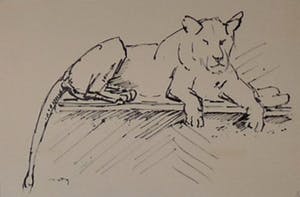 Wim Motz - 4 tekeningen van leeuwen/leeuwinnen kopen? Bied vanaf 45!