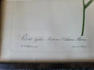 Pierre-Joseph Redoute - Rosa Gallica Purpurrea Velutina,Parva Rosier de Van Eeden kopen? Bied vanaf 20!