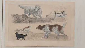 Niet of onleesbaar gesigneerd - Handgekleurde gravure Jachthonden door A.Fullerton & Co kaufen? Bieten Sie von 1!