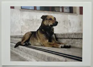 Charlotte Dumas - Palermo | 2006 kopen? Bied vanaf 250!