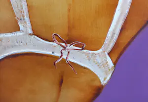 Emilio Kruithof - Flip Side kopen? Bied vanaf 1900!