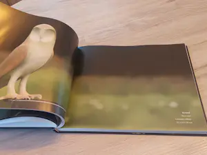 Mark Dedrie - Art in nature - Bronze sculptures - gesigneerd kopen? Bied vanaf 20!