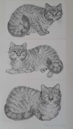 Ella van Schaik - Drie katten kopen? Bied vanaf 45!