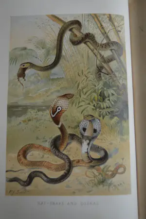 Antiquarisch Boek - The Royal Natural History (6 delen compleet) 1893 kopen? Bied vanaf 175!