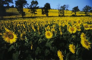 Paul Huf - Foto, France, Van Gogh's Footsteps - Ingelijst kopen? Bied vanaf 1!