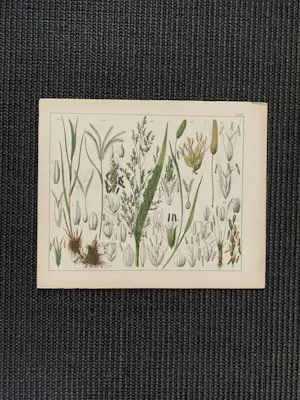 Corneille Antoine Jean Abram Oudemans - Flora van Nederland kopen? Bied vanaf 200!