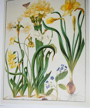 Maria Sybilla Merian - 2 boeken, 2 gravures (19e Eeuw) kopen? Bied vanaf 75!