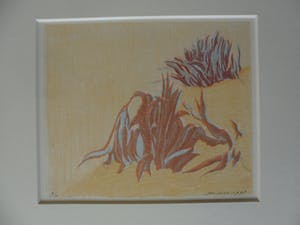 Jan Hein van Rooy - Litho, Plant Agave kopen? Bied vanaf 25!
