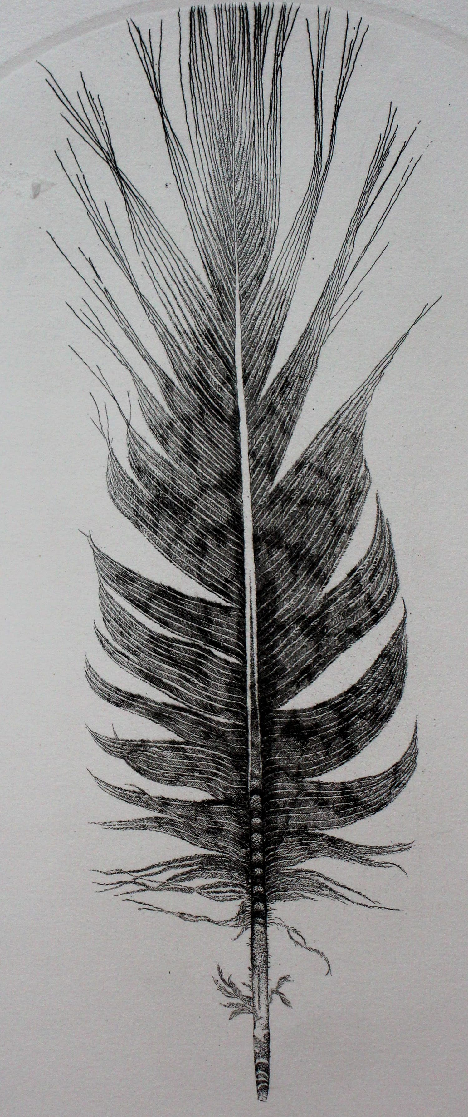 Gerard van Rooy - Ets: fazantveer - 1978 kopen? Bied vanaf 10!