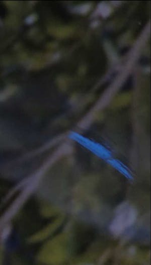 Niet of onleesbaar gesigneerd - C-print op dibond, Zonder titel kopen? Bied vanaf 1!