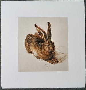 Albrecht Durer - Een jonge haas (op handgeschept papier) kopen? Bied vanaf 1!