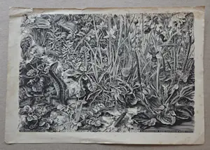 Dirk van Gelder - In memoriam. Natuur. Salamander. kopen? Bied vanaf 49!